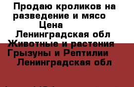 Продаю кроликов на разведение и мясо. › Цена ­ 350 - Ленинградская обл. Животные и растения » Грызуны и Рептилии   . Ленинградская обл.